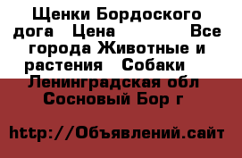 Щенки Бордоского дога › Цена ­ 60 000 - Все города Животные и растения » Собаки   . Ленинградская обл.,Сосновый Бор г.